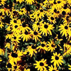 Black Eyed Susan