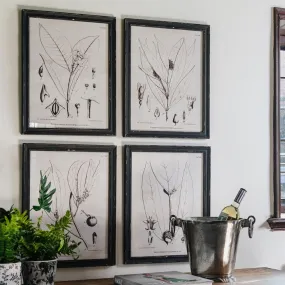 Botanical Prints in Distressed Black Frames 50cm