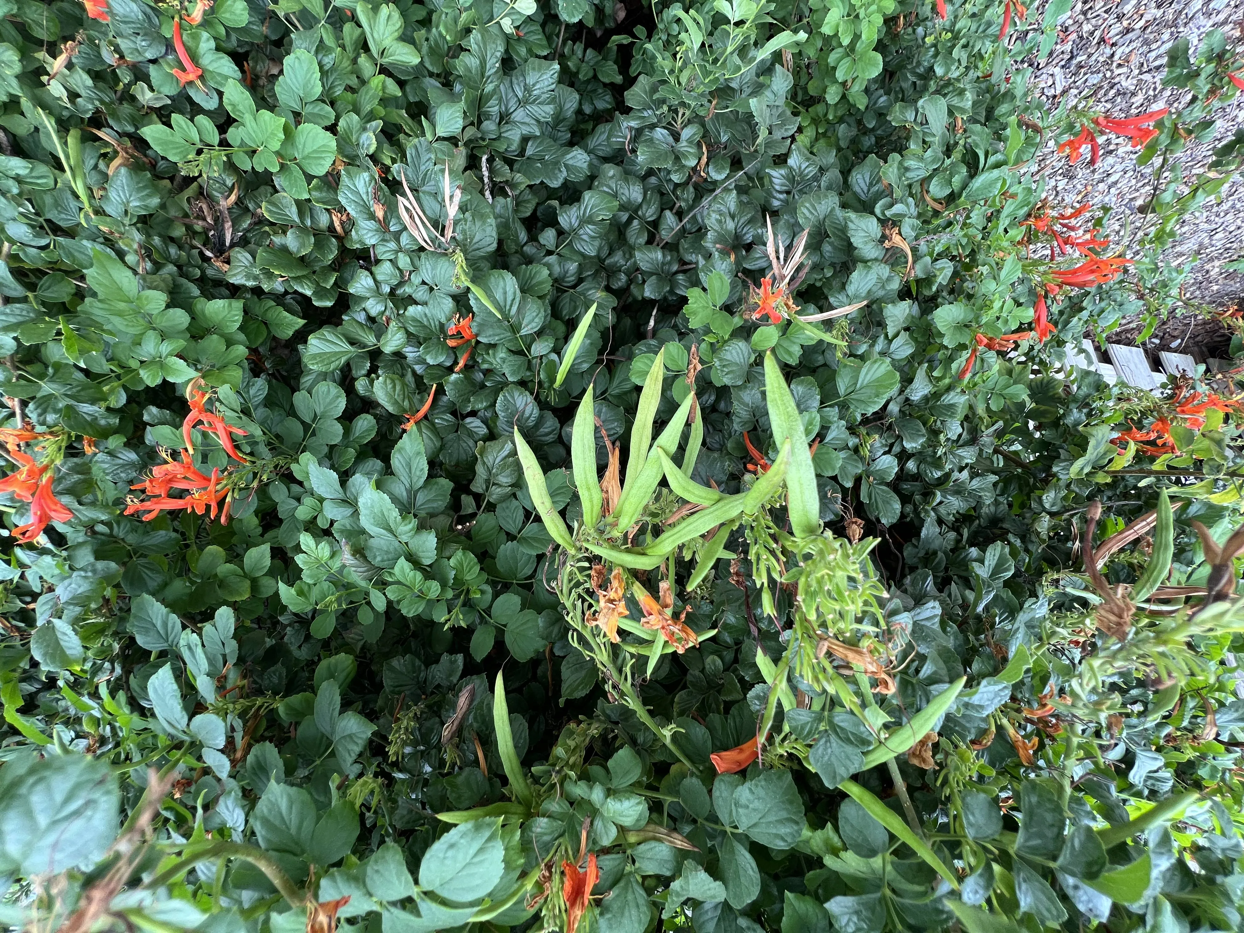 Cape Honeysuckle 20 Seeds and Standing Cypress 20 Seeds Reserved