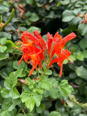 Cape Honeysuckle 20 Seeds and Standing Cypress 20 Seeds Reserved