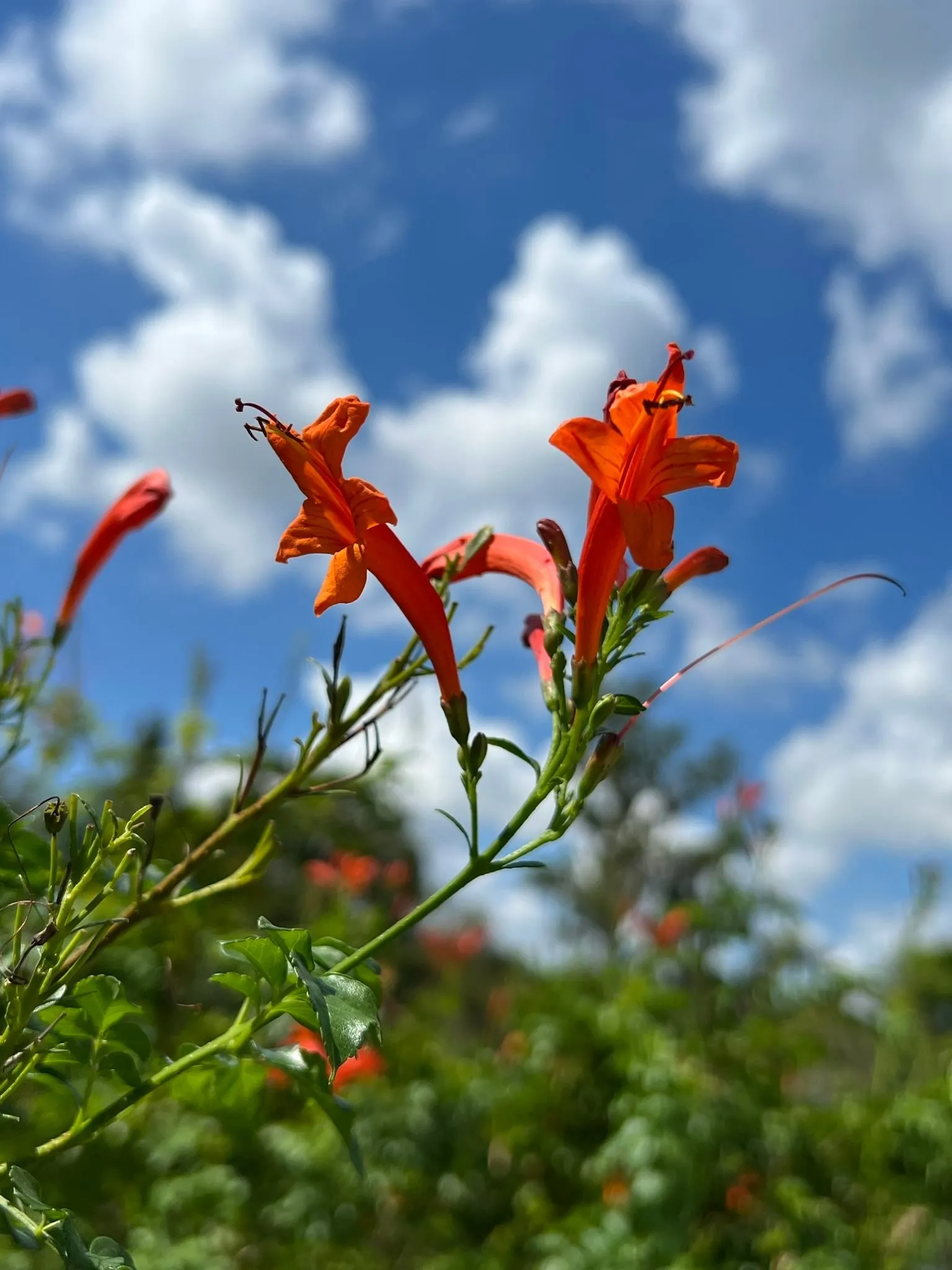 Cape Honeysuckle 20 Seeds and Standing Cypress 20 Seeds Reserved