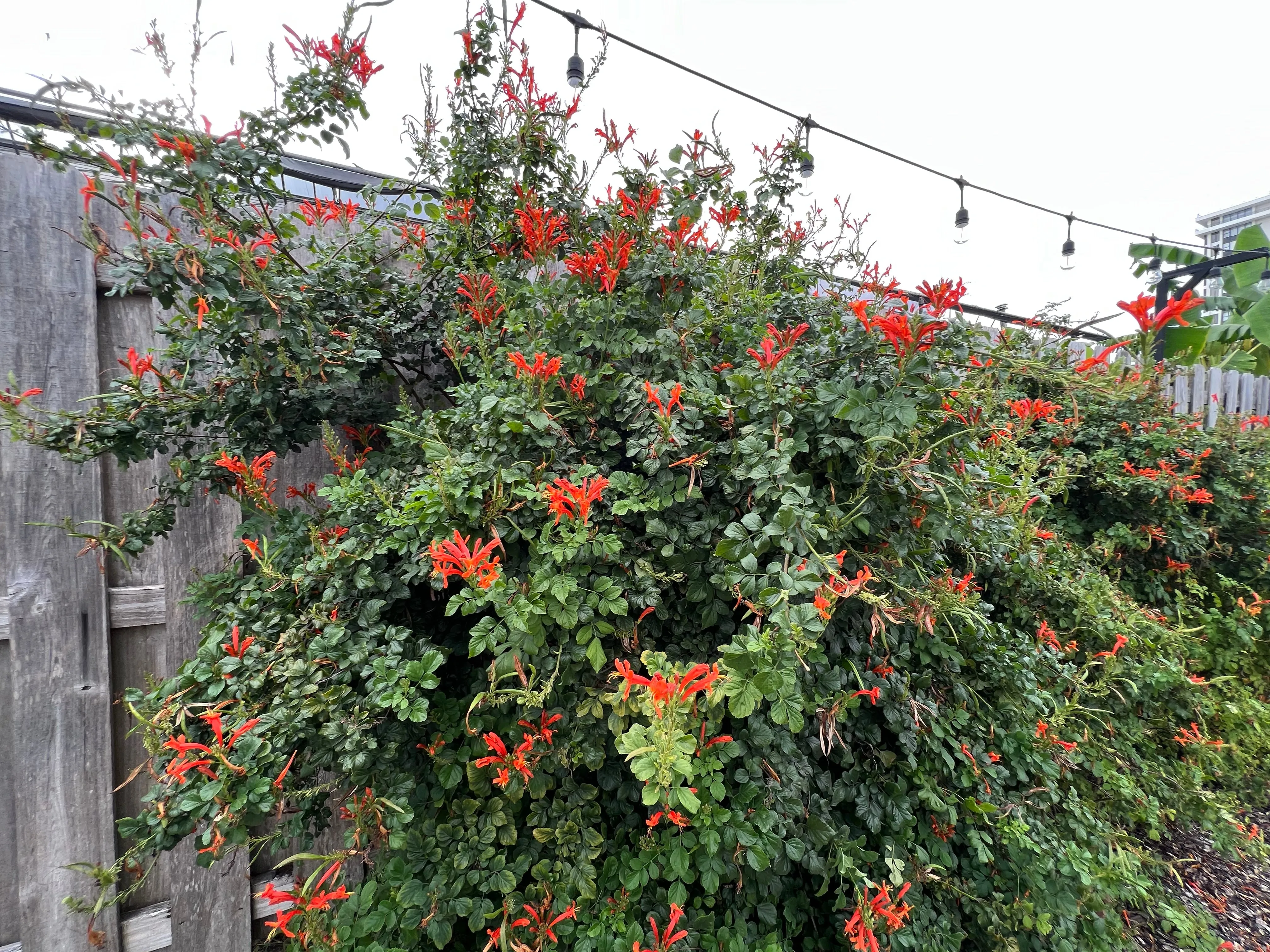 Cape Honeysuckle 20 Seeds and Standing Cypress 20 Seeds Reserved