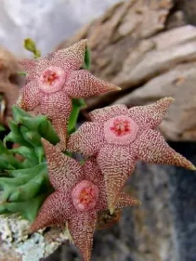 Orbea cooperi - indigenous succulent - 5 seeds