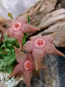 Orbea cooperi - indigenous succulent - 5 seeds