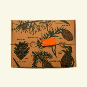 PINE BRUSHTAIL BOXSET